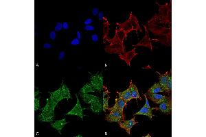 Immunocytochemistry/Immunofluorescence analysis using Rabbit Anti-ULK3 Polyclonal Antibody .