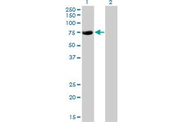 CBFA2T2 antibody  (AA 201-304)