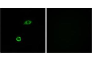 Immunofluorescence analysis of A549 cells, using OR1B1 Antibody. (OR1B1 Antikörper  (AA 161-210))