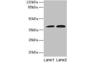 Western blot All lanes: KLHDC8A antibody at 0. (KLHDC8A Antikörper  (AA 1-350))