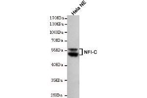 Western blot detection of NFIC in Hela NE cell lysates using NFIC mouse mAb (1:200 diluted). (NFIC Antikörper)