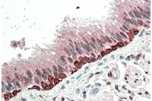 Immunohistochemistry (5μg/ml) staining of paraffin embedded Human Bronchus. (FOXI3 Antikörper  (Internal Region))