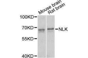 Western blot analysis of extracts of various cell lines, using NLK antibody (ABIN5971636) at 1/1000 dilution. (Nemo-Like Kinase Antikörper)