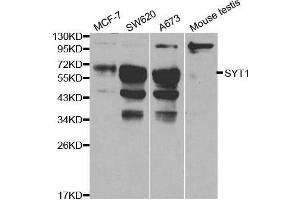 Western blot analysis of extracts of various cell lines, using SYT1 antibody. (SYT1 Antikörper  (AA 1-422))