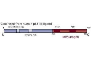 Image no. 1 for anti-p62 Lck Ligand (AA 257-437) antibody (ABIN968203) (p62 Lck Ligand (AA 257-437) Antikörper)