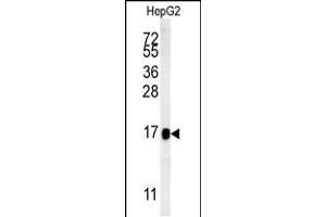 Western blot analysis in HepG2 cell line lysates (15ug/lane). (BLOC1S2 Antikörper  (AA 14-40))