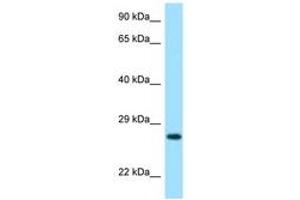 Image no. 1 for anti-Lysozyme G-Like 2 (LYG2) (AA 35-84) antibody (ABIN6748055)