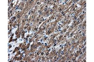 Image no. 4 for anti-Amyloid beta (A4) Precursor Protein (APP) antibody (ABIN1496876) (APP Antikörper)