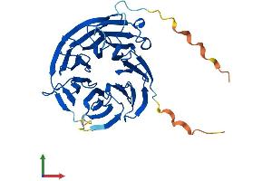 Protein Structure (PS) image for WD Repeat Domain 77 (WDR77) (AA 1-342) protein (His tag) (ABIN7549331)