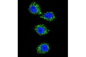 Immunofluorescence (IF) image for anti-Membrane Protein, Palmitoylated 3 (MAGUK P55 Subfamily Member 3) (MPP3) (AA 406-434), (C-Term) antibody (ABIN656992)