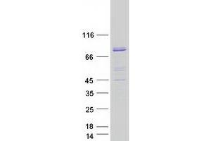 Validation with Western Blot (MTMR12 Protein (Myc-DYKDDDDK Tag))