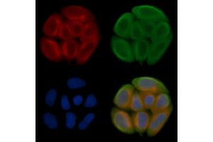 ABIN7095259 and ABIN7099316 staining Hela cells(45 min of heat-shock treatment) by IF/ICC. (OLFML1 Antikörper)