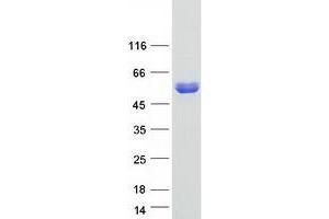 Western Blotting (WB) image for Dynein, Cytoplasmic 1, Light Intermediate Chain 2 (DYNC1LI2) protein (Myc-DYKDDDDK Tag) (ABIN2719875)