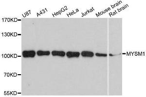 Western blot analysis of extracts of various cell lines, using MYSM1 antibody. (MYSM1 Antikörper  (C-Term))