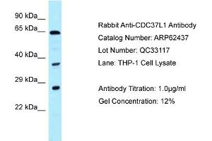 Western Blotting (WB) image for anti-Cell Division Cycle 37-Like 1 (CDC37L1) (C-Term) antibody (ABIN2789145) (CDC37L1 Antikörper  (C-Term))