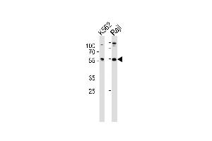 Western blot analysis of lysates from K562, Raji cell line (from left to right), using HCLS1 Antibody (C-term) (ABIN657959 and ABIN2846904). (HCLS1 Antikörper  (C-Term))