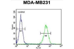 ST7 Antibody (Center) flow cytometric analysis of MDA-MB231 cells (right histogram) compared to a negative control cell (left histogram). (ST7 Antikörper  (Middle Region))