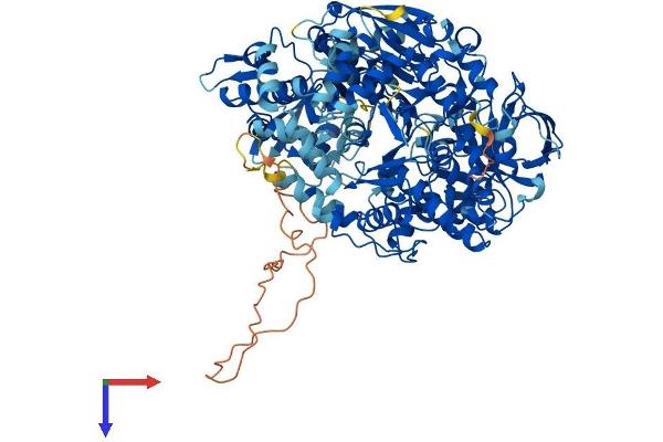 IREB2 Protein (AA 1-963) (His tag)