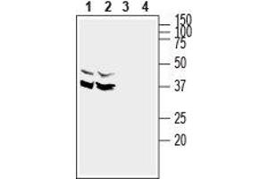 Western blot analysis of rat (lanes 1 and 3) and mouse (lanes 2 and 4) brain lysates: - 1,2. (SYNDIG1 Antikörper  (Intracellular, N-Term))