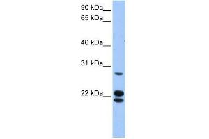 LOC732272 antibody used at 0. (LOC732272 Antikörper  (N-Term))