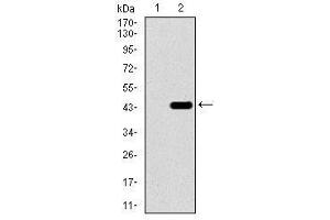 Image no. 2 for anti-T Brachyury Protein antibody (ABIN1491210) (T Brachyury Protein Antikörper)