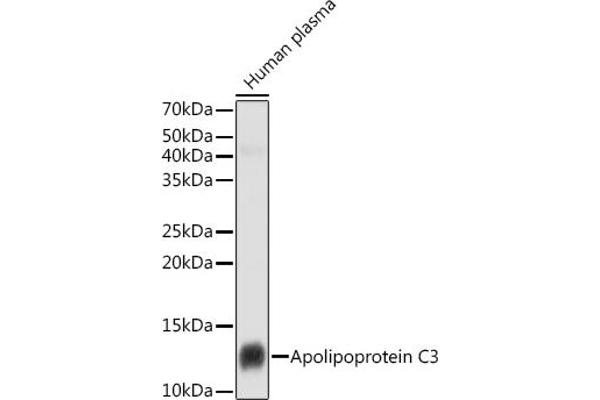 APOC3 Antikörper