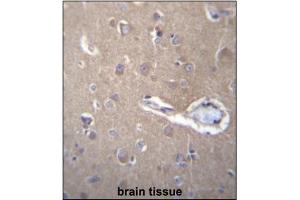 Immunohistochemistry analysis in Formalin Fixed, Paraffin Embedded Human brain tissue stained with SEC62 antibody (C-term) followed by peroxidase conjugation of the secondary antibody and DAB staining. (SEC62 Antikörper  (N-Term))