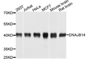 Western blot analysis of extracts of various cell lines, using DNAJB14 antibody. (DNAJB14 Antikörper)