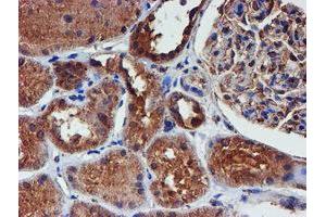 Immunohistochemical staining of paraffin-embedded Human Kidney tissue using anti-IDS mouse monoclonal antibody. (IDS Antikörper)