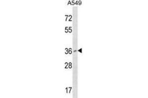 Western blot analysis in A549 cell line lysates (35ug/lane) using RNF110 / PCGF2  Antibody . (PCGF2 Antikörper  (Middle Region))