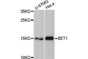 Western blot analysis of extracts of various cell lines, using BET1 antibody. (BET1 Antikörper)