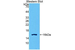 Western blot analysis of recombinant Human GDF15. (GDF15 Antikörper  (AA 195-308))