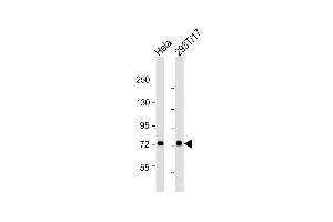 All lanes : Anti-CN2 Antibody (Center) at 1:2000 dilution Lane 1: Hela whole cell lysates Lane 2: 293T/17 whole cell lysates Lysates/proteins at 20 μg per lane. (Calpain 2 Antikörper  (AA 301-335))