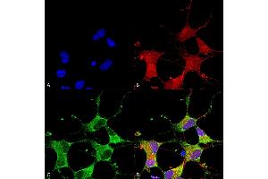 Immunocytochemistry/Immunofluorescence analysis using Mouse Anti-GIT1 Monoclonal Antibody, Clone S39B-8 (ABIN2483495). (GIT1 Antikörper  (AA 375-770) (Atto 390))