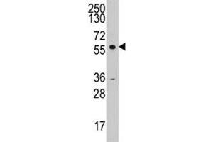 Western blot analysis of Cyclin A2 antibody and K562 lysate. (Cyclin A Antikörper  (AA 51-84))