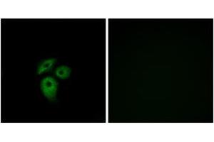 Immunofluorescence analysis of A549 cells, using CD234 Antibody.