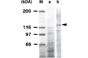 Western Blot analysis of ABIN125796 specificty. (Integrin Antikörper)