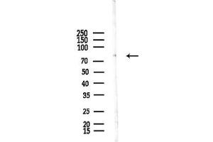 anti-Striatin, Calmodulin Binding Protein 4 (STRN4) (Internal Region) antibody