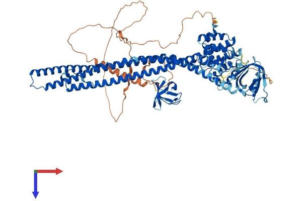 GRAF Protein (AA 1-814) (His tag)