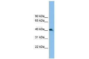 WB Suggested Anti-Nkx2-3 Antibody Titration:  0. (NK2 Homeobox 3 Antikörper  (C-Term))
