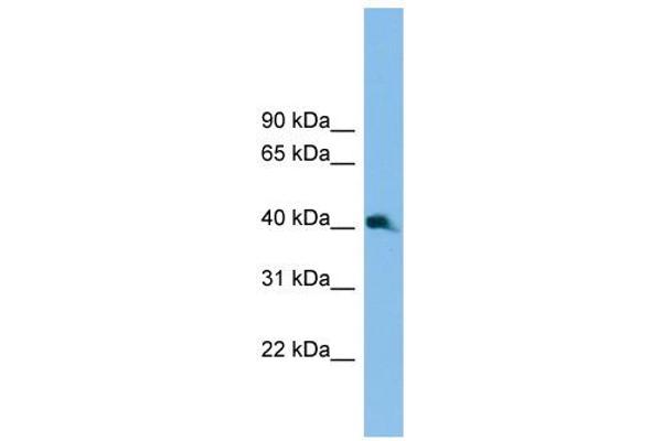 NK2 Homeobox 3 Antikörper  (C-Term)