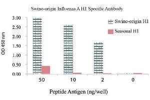 Image no. 1 for anti-Influenza A Virus H1N1 antibody  (ABIN356432) (Influenza A Virus H1N1 Antikörper )