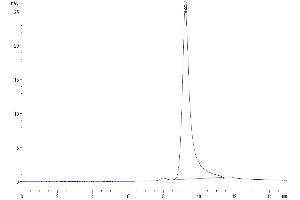 Size-exclusion chromatography-High Pressure Liquid Chromatography (SEC-HPLC) image for Ephrin A4 (EFNA4) (AA 26-171) protein (His tag) (ABIN7274544)