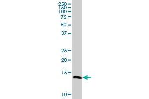 VAMP8 MaxPab polyclonal antibody. (VAMP8 Antikörper  (AA 1-100))