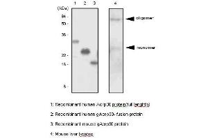 The recombinant proteins and mouse liver lysates were resolved by SDS-PAGE, transferred to PVDF membrane and probed with anti-human adiponectin antibody (1:500). (ADIPOQ Antikörper  (AA 15-244))