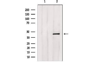 Western blot analysis of extracts from HepG2, using E2F4 Antibody. (E2F4 Antikörper)
