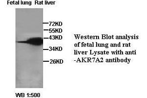 Image no. 2 for anti-Aflatoxin Beta1 Aldehyde Reductase (AKR7A2) antibody (ABIN791187)
