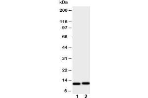 Western blot testing of GRO alpha antibody and Lane 1:  HeLa;  2: Jurkat cell lysate (CXCL1 Antikörper  (C-Term))