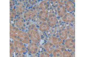 Used in DAB staining on fromalin fixed paraffin- embedded kidney tissue (PNP Antikörper  (AA 1-286))