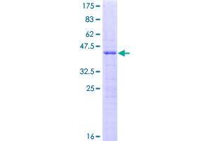 SRP19 Protein (AA 1-144) (GST tag)